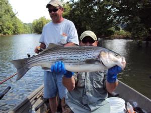 Striped Bass